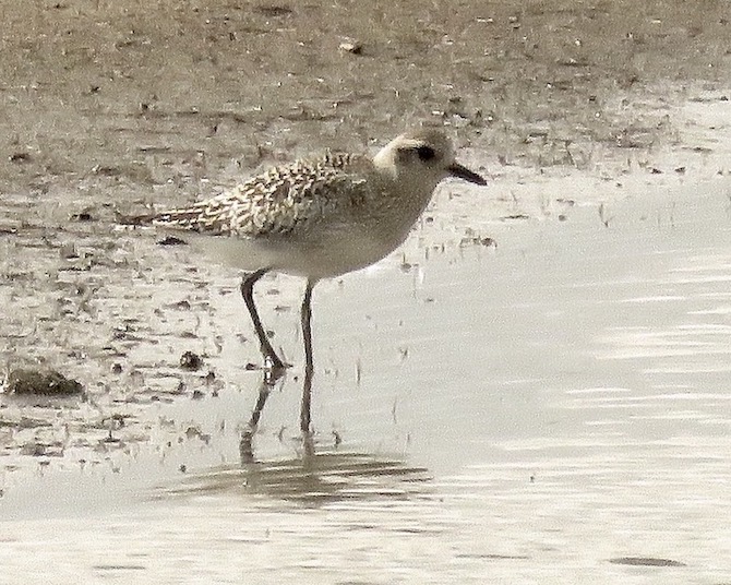 grey plover
